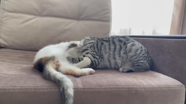 Funniest video of what Kittens friendship looks like [Try not to laugh]