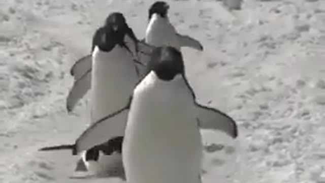 Who likes penguins?