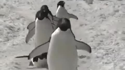 Who likes penguins?