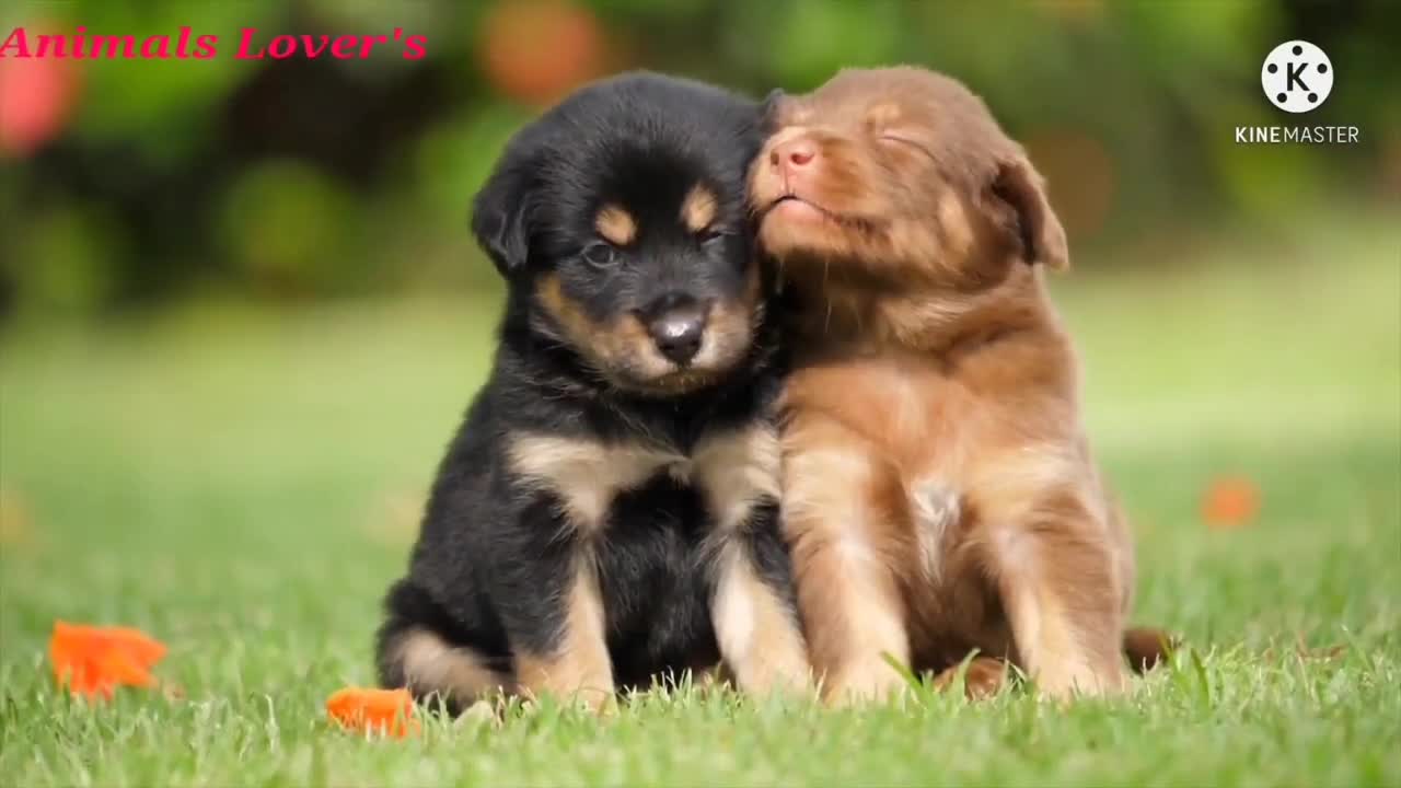 Cute Puppy's Playing. Funny Pets Playing. American Pets.