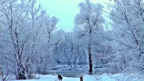 Happy Dogs