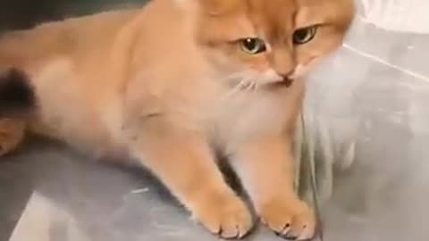 Funny Cat