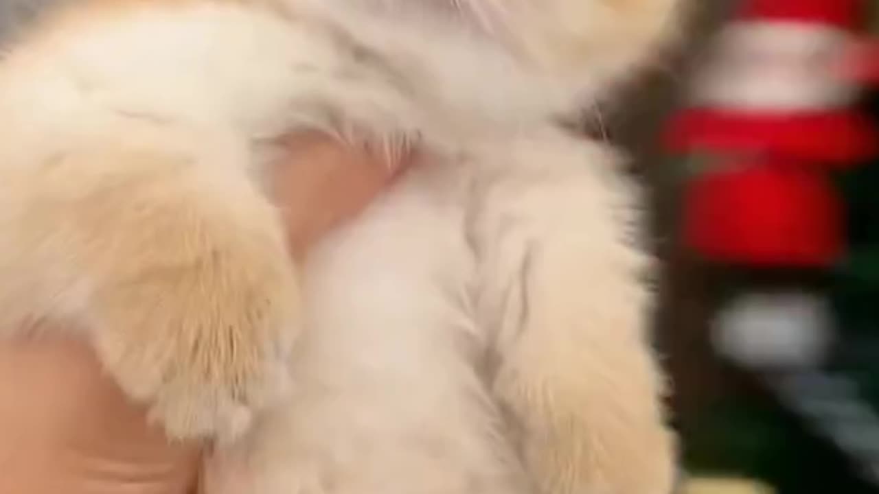 🐱 Funny cat videos | cute cats | Try not to laugh | Cat videos Compilation #shorts 🐈