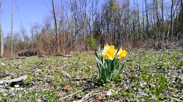 Yellow flowers induce yellow sun in the middle of the day