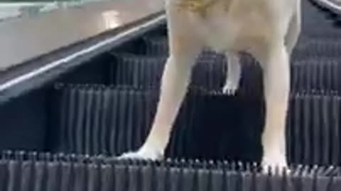 Super cute video funny dog