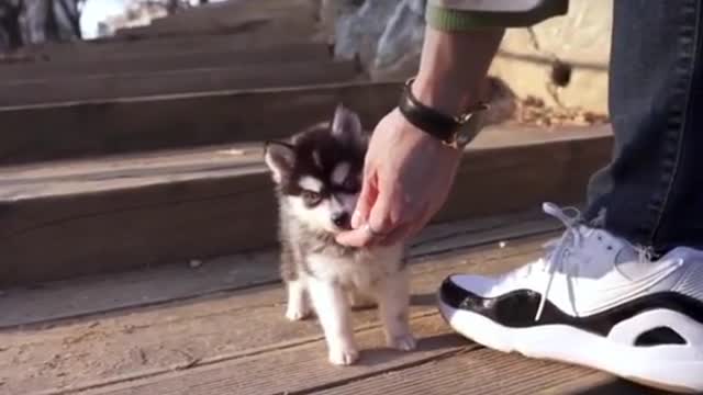 teacup husky puppy