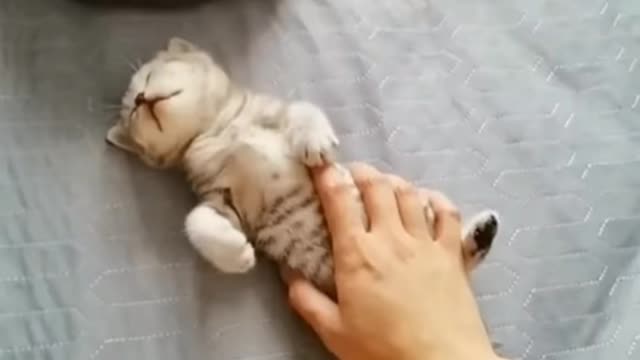 kitten pretending to be dead.