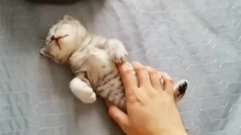 kitten pretending to be dead.