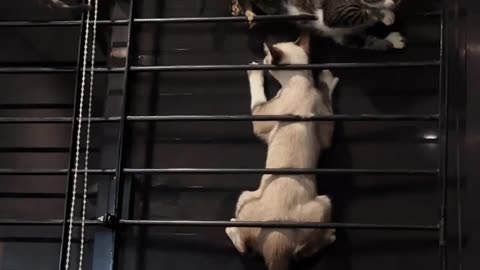 Kittens Play On Makeshift Jungle Gym