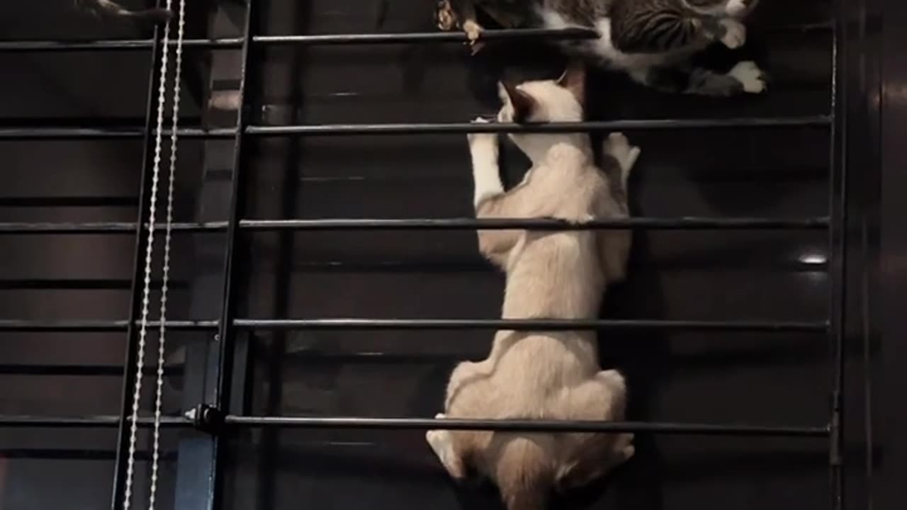 Kittens Play On Makeshift Jungle Gym