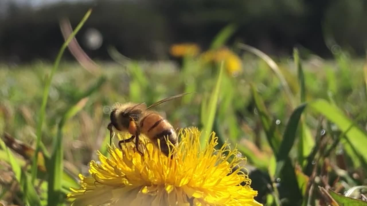 Bee