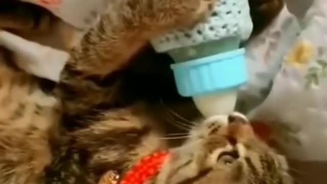 Funny and so cute cats