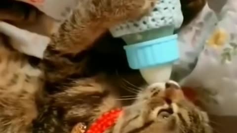 Funny and so cute cats