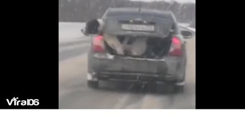 THIS POOR DOG JUMP OFF THE CAR