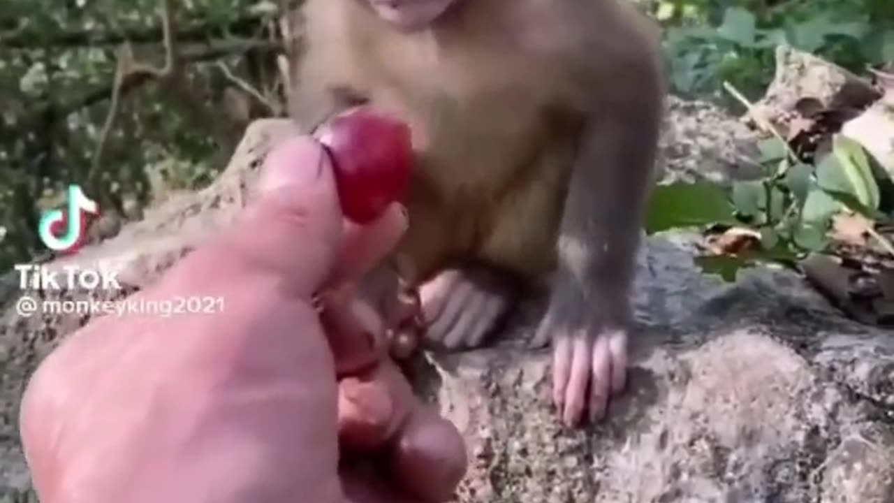 Cute 🐱 baby animals