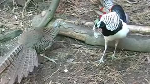 Beautiful golen pheasants and wading birds.