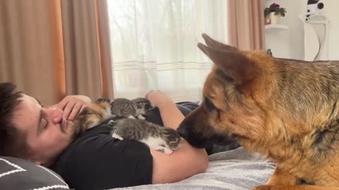 German Shepherd Confused by Tiny Kittens on Human Dad's Chest