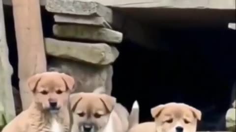 Baby dogs barking