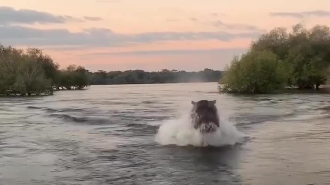 hippo chasing