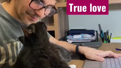 Cat True Love