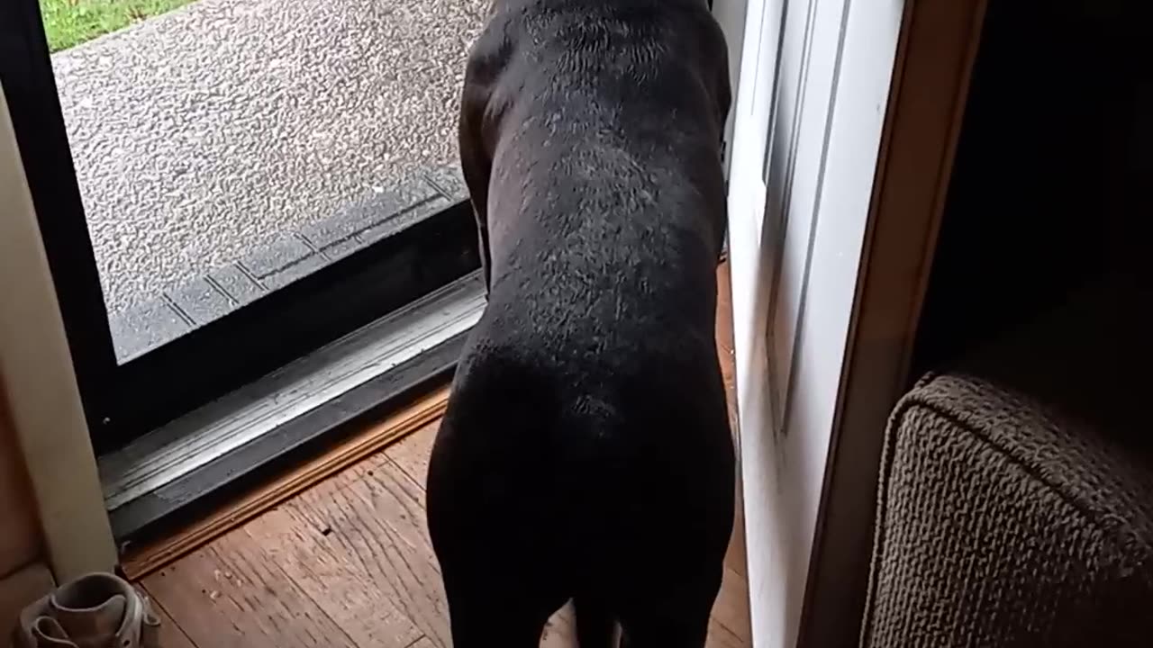 Me getting my dog excited to see grandpa