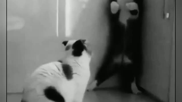 Funny cats vidio part#2