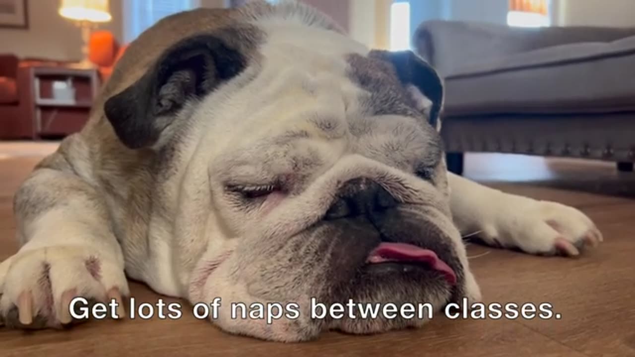 Reuben the Bulldog: Back to School