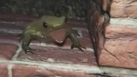 Frog video into horror