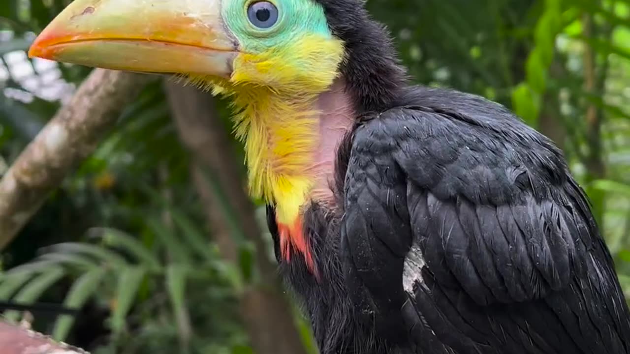 This little lady is a Keel-billed Toucan