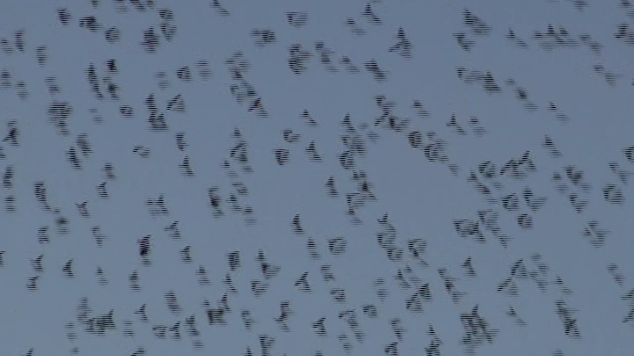 murmurating starlings At tim hortons