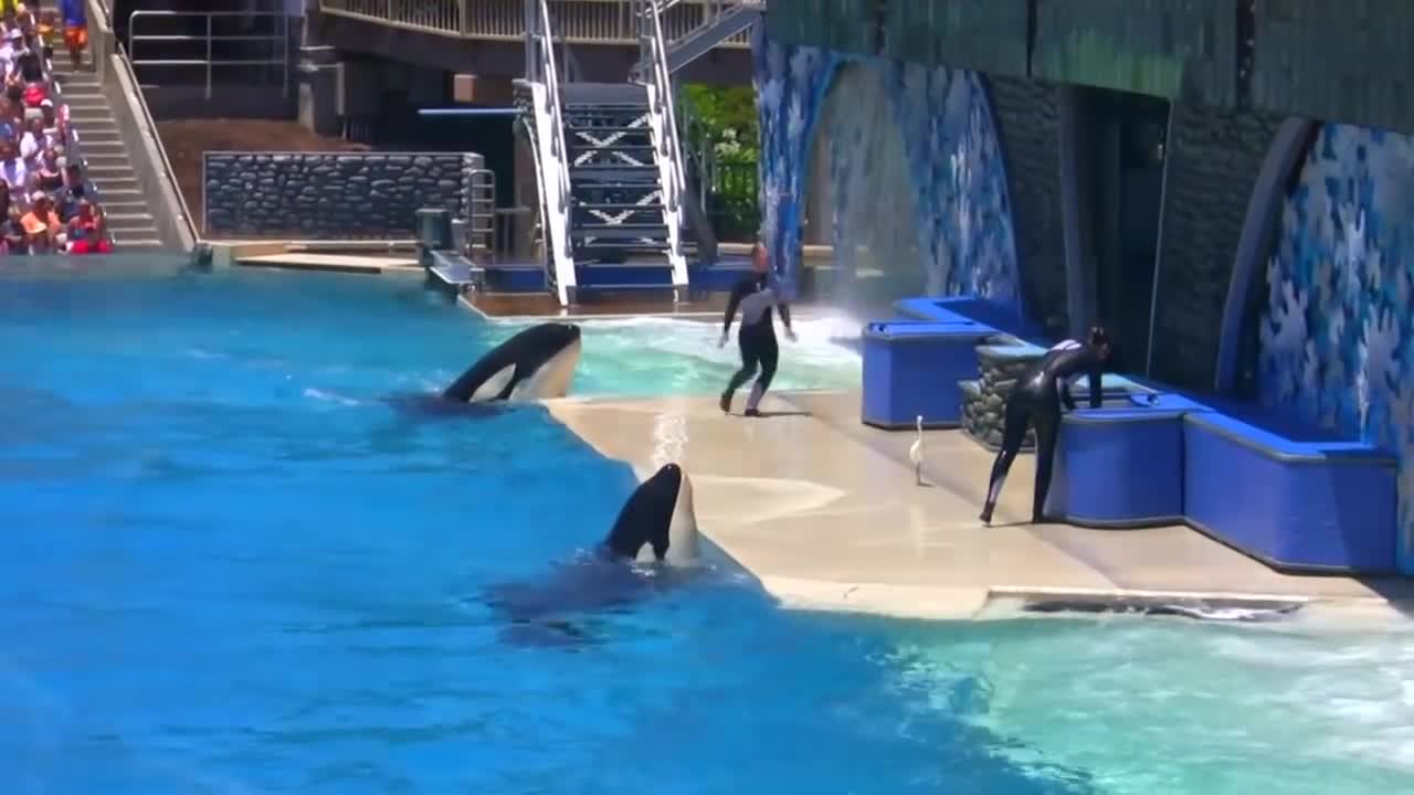 Seaworld SHAMU Killer Whale Show