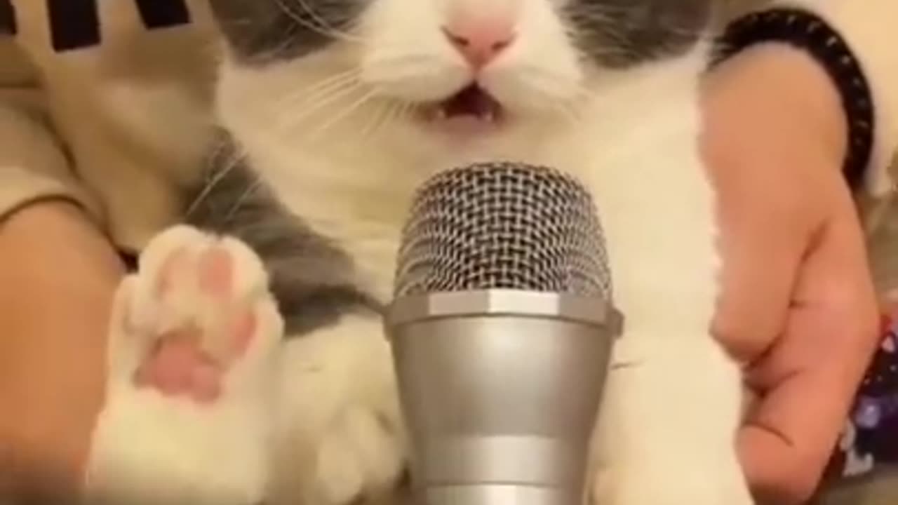 Cute cats funny vedio YouTube _tiktok