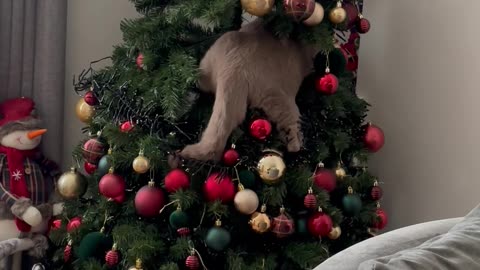 Cat Named Freddie Mercury Climbs Christmas Tree