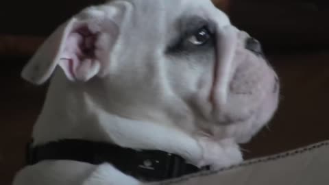 Bentley the Bulldog Puppy is NOT Happy