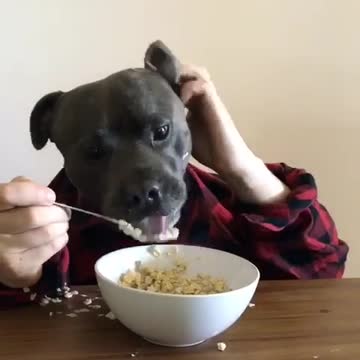 Híbrido entre perro y humano disfruta del desayuno