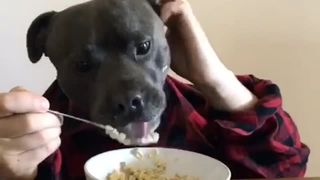 Híbrido entre perro y humano disfruta del desayuno