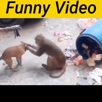 Amezing Funny 🤣 video dog 🐶 with monkey🐒