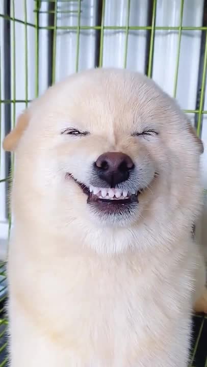 I'm starting to think that dogs can smile