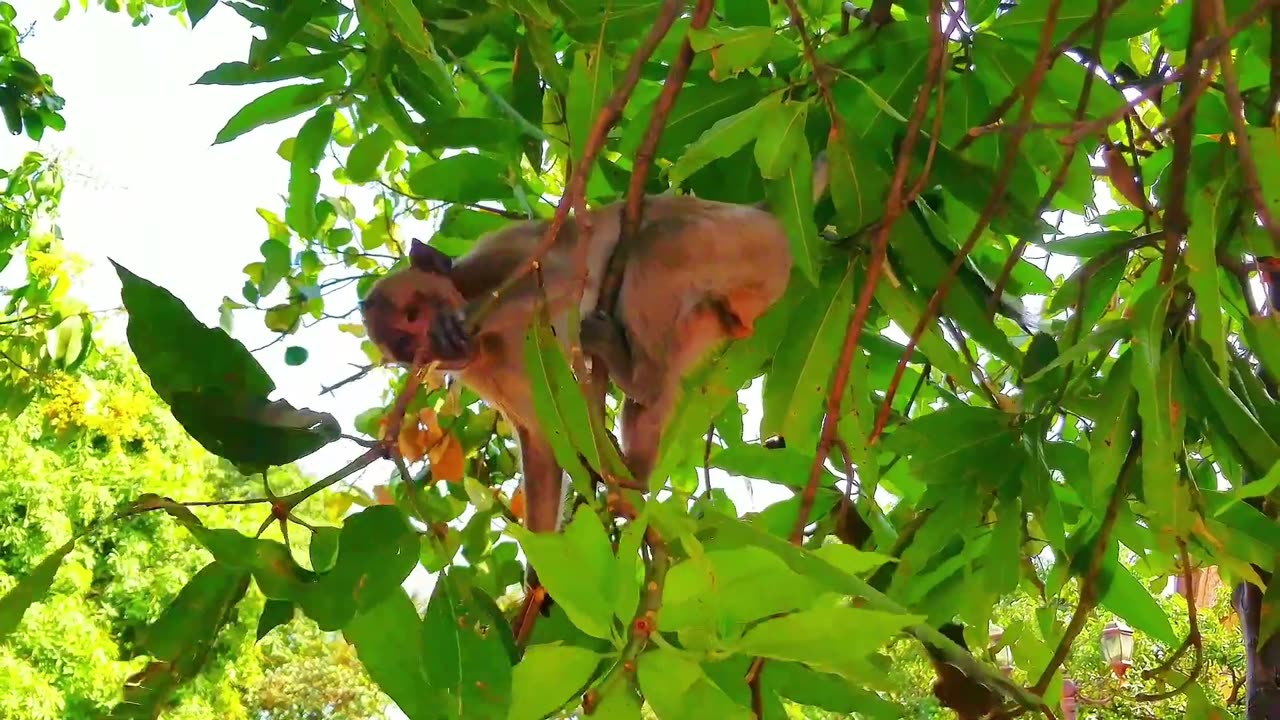 AWW New Funny Videos 20223😂 Cutest animals Doing Funny Things monkey