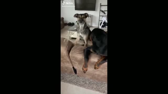 Owner Of Your Dogs Calling Your Dogs - TikTok Dogs (Funny Animals #326)