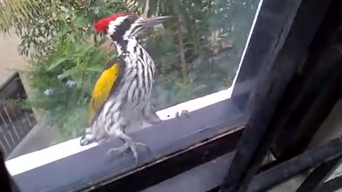 Woodpecker gone mad!