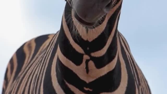 Wild zebras from the hide 🦓