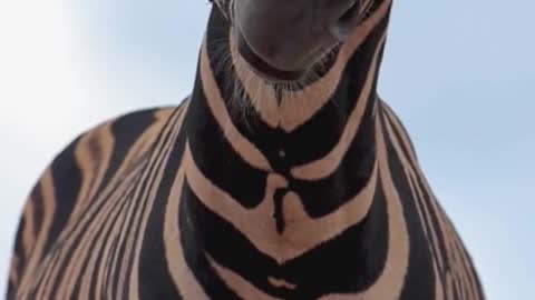 Wild zebras from the hide 🦓