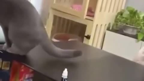 Seeing something on the table bothers them. FUNNY CAT VIDEO