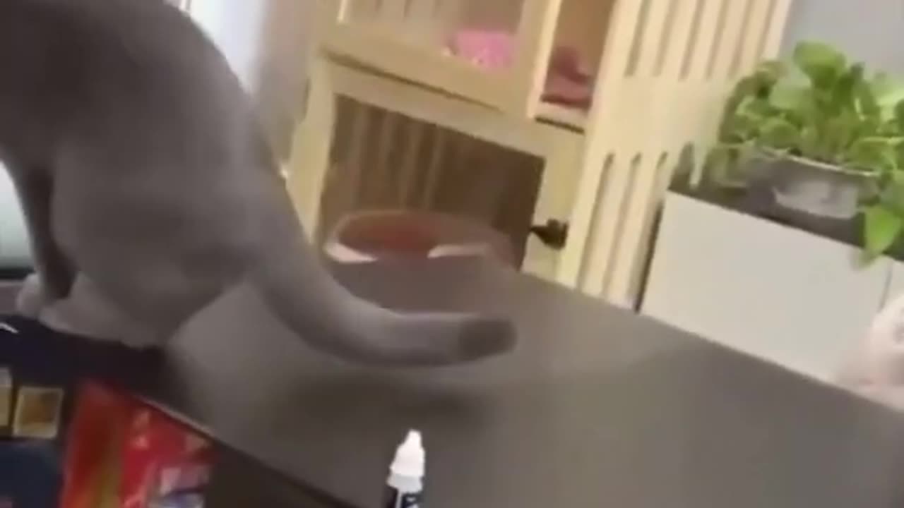 Seeing something on the table bothers them. FUNNY CAT VIDEO