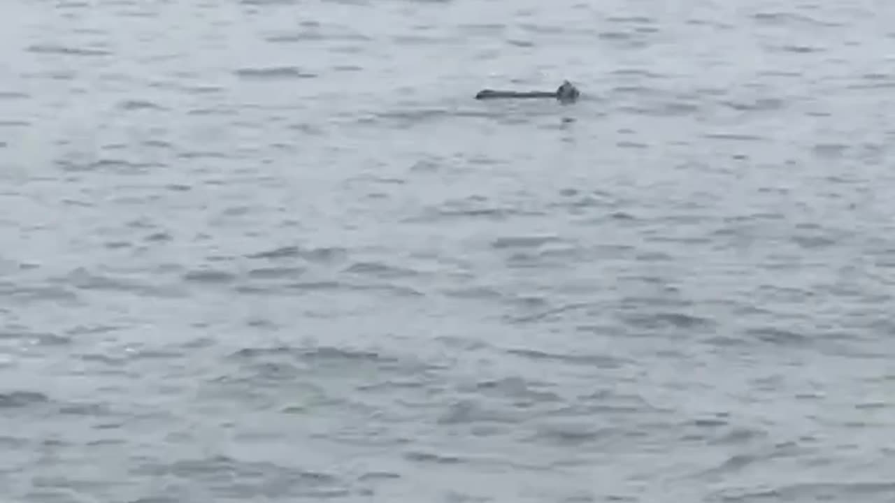 Otter’s in the wild