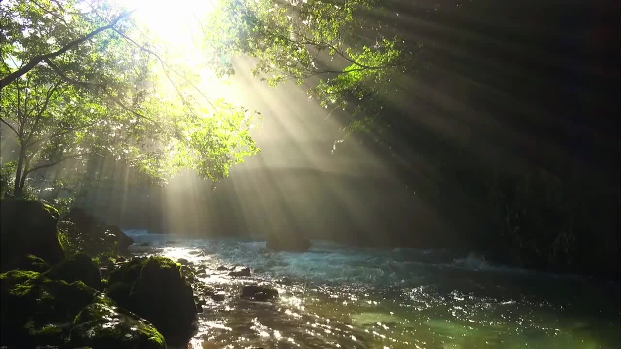 Sunshine in the forest river