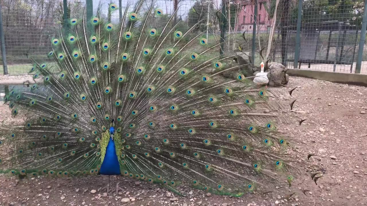 Peacock 🦚 nature lover
