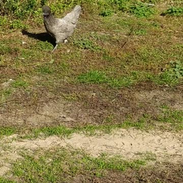 Unidentified flying object - Fiona