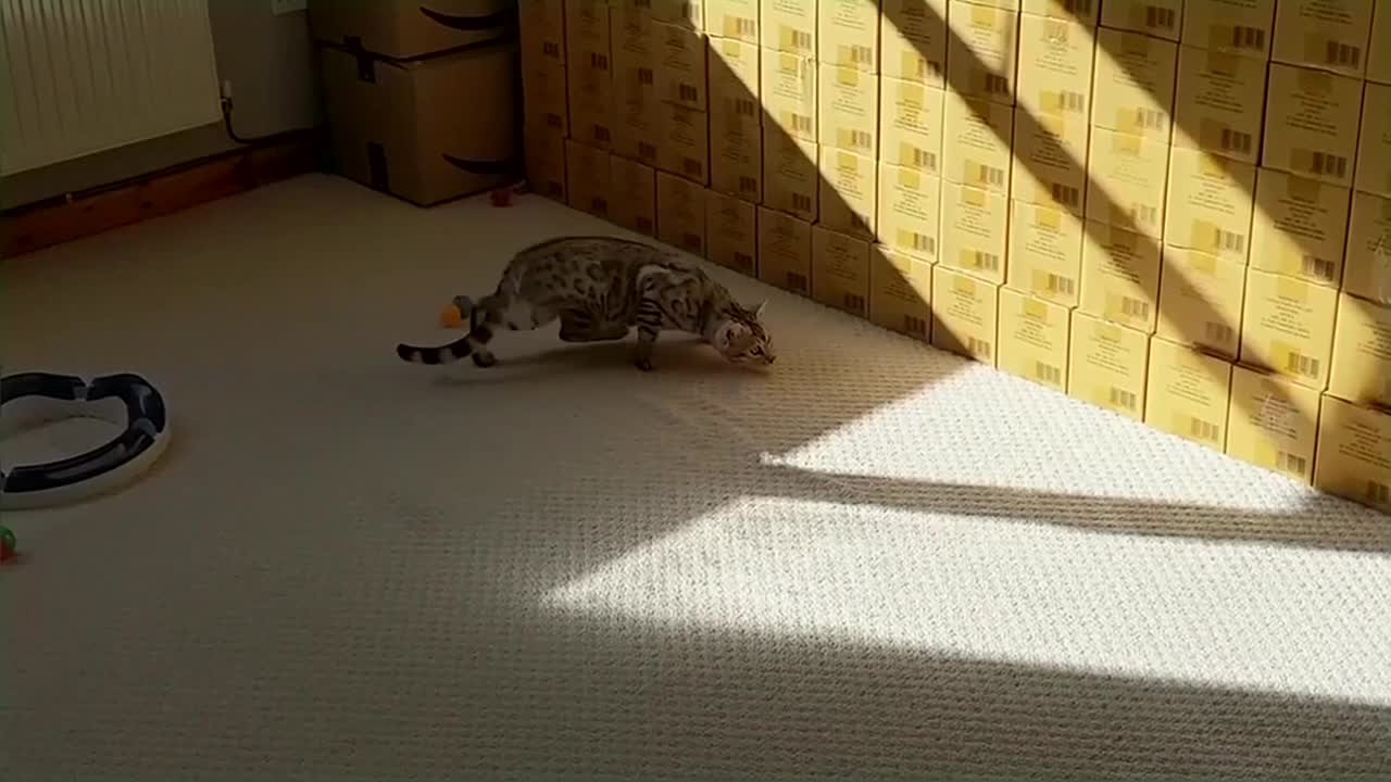 Bengal Kittens Vs Older Cats